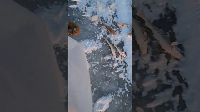 Амурский лиман посёлок Пуир
