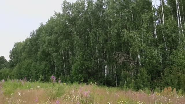 Берёзовая роща-1