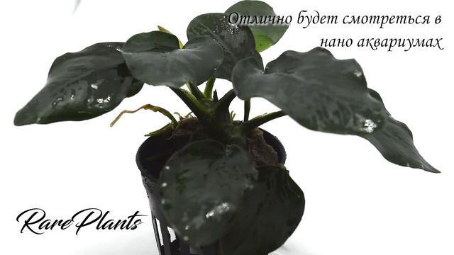 Anubias nana  fatty  "thick leaf"