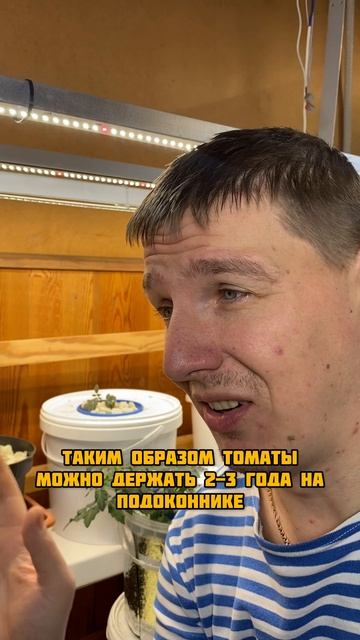 Срезал томаты