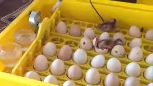 EGG INCUBATOR FULLY AUTOMATIC 5