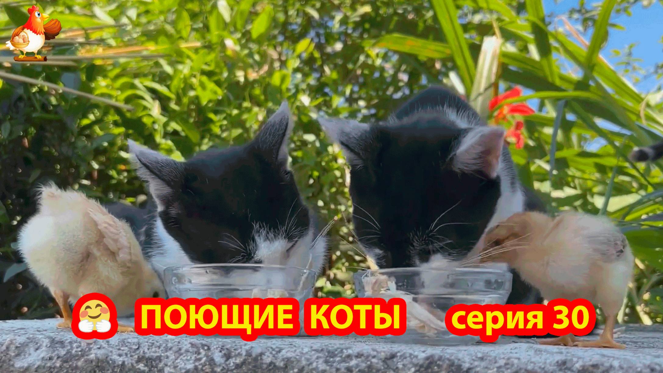 Крутые коты у птичьего двора серия (30) 🐈🐈⬛😹 Природа Абхазии и подворье с птицами и животными ❣️