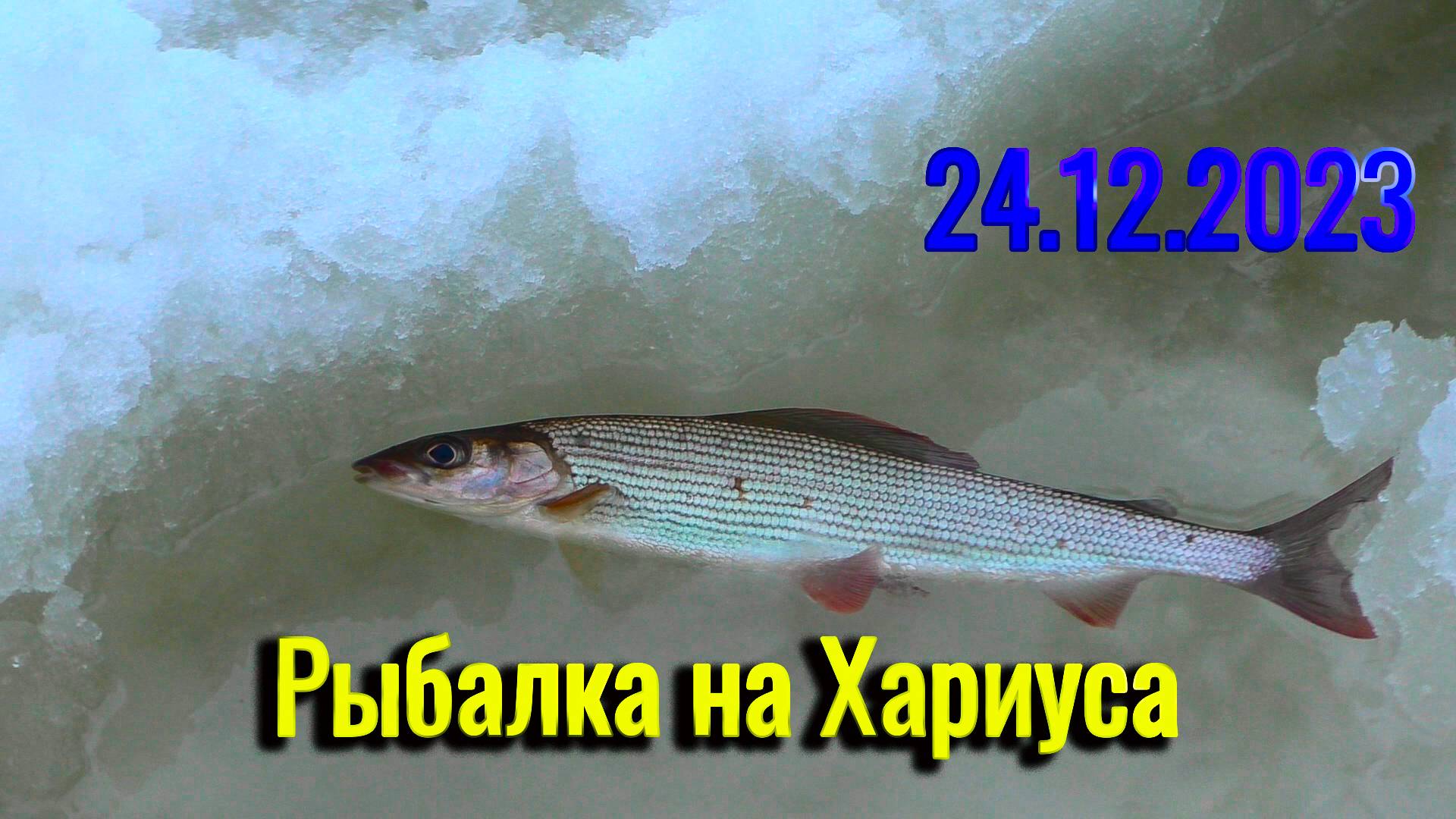 Рыбалка на ХАРИУСА. 24 декабря 2023, разведка. Пусть не крупный, а приятно. Рыбалка в Коми.