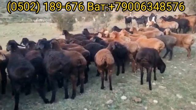 32 БАШ Козу КОЧКОРЛОР чыкты Шашылыш турдо сатыкта