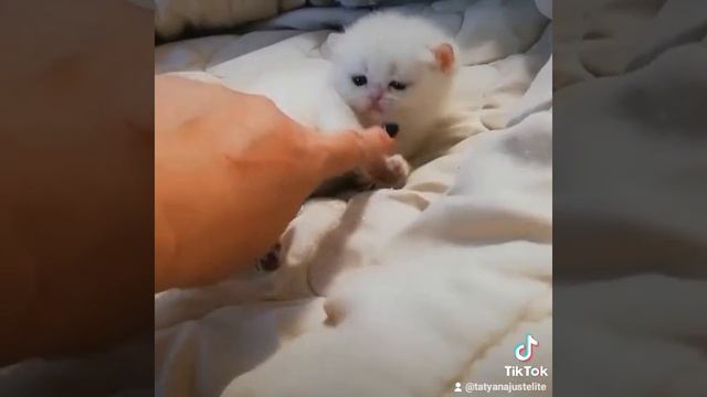 Котёнок британской шиншиллы