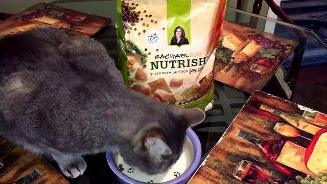 Cat Loves his Nutrish Super Premium Food for Cats #NutrishPets #sponsored