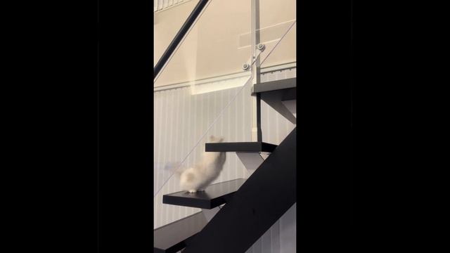 Ступени