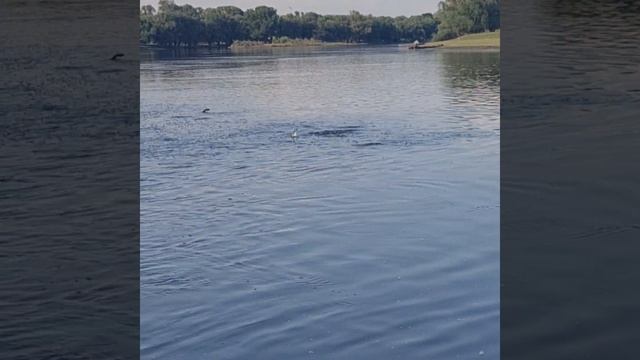 База Кигач - хаус рыбалка в Астрахани тел 89611371111