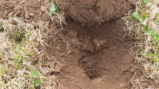 PETRONEL GUN FOUND | NOKTA MAKRO SIMPLEX | METAL DETECTING UK