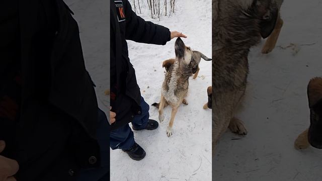 пёсики 🐶 милые такие прям как ну не знаю 😅