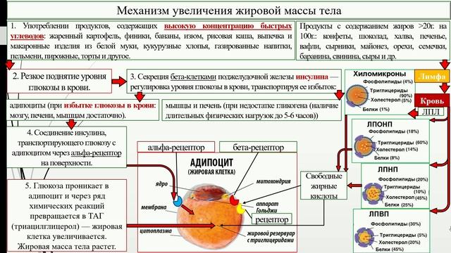 Механизмы изменения % соотношения тканей в теле