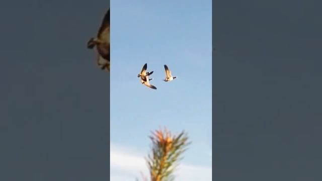 Нарезка лучших Гусиных налетов. Часть 1. #охота #hunting #охотанагуся #охота2022