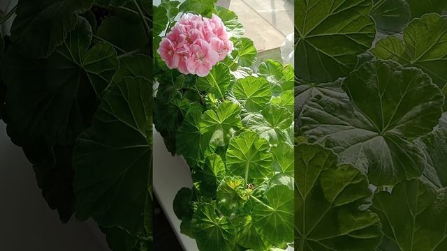 как вырастить хорошую герань!