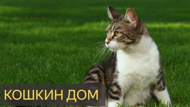 Кошкин дом (Мистическая история)