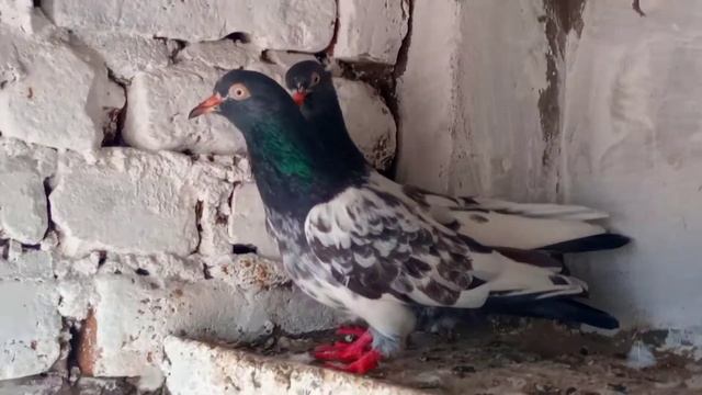 Royal Teddy ||breeder Jora For Sale ☎️03188780081|| Location Mardan Cargo All Pakistan Rabta kary