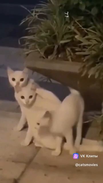 1000076528.mp4