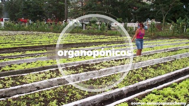 How Cuban agriculture went from industrial to sustainable