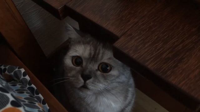 Кот играется. Хочет поиграться