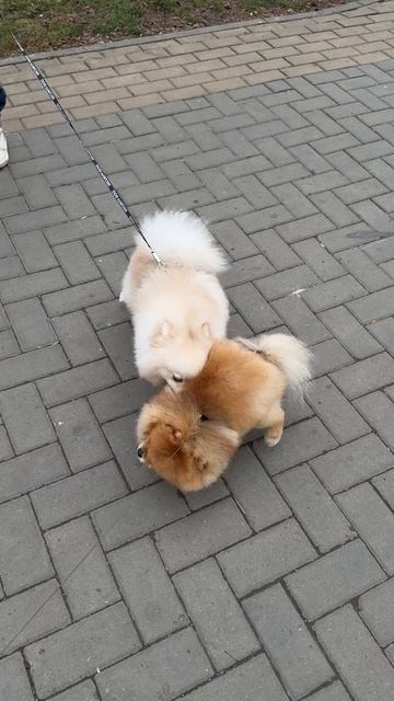 Цирковые пёсики.🤣🤣😂😂🤣