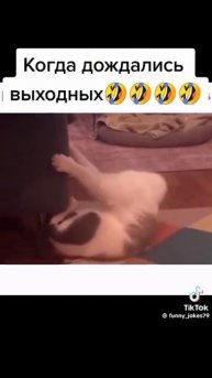 Смех до слёз