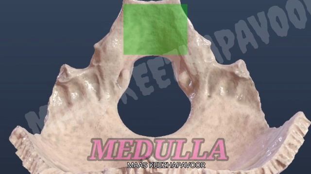 Occipital bone || Part - 2 || Basilar part || Condylar part || Variants || Animated video