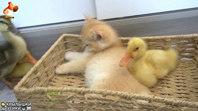 Утята и Цыплята - Кошки и котята - (27) Хвостики да Усики ❣️