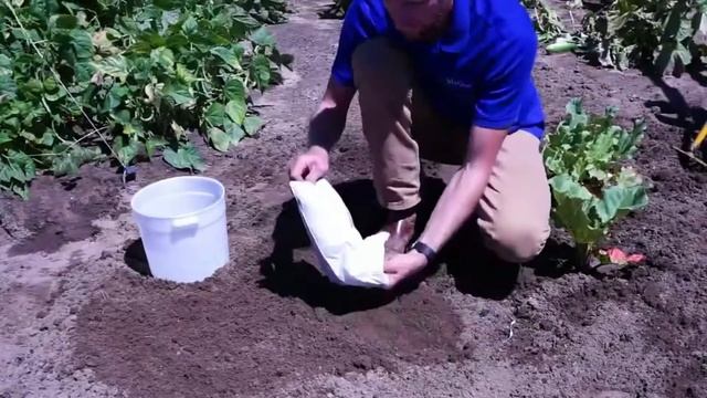 How to plant bare root Strawberries