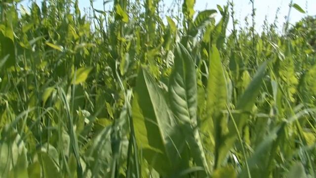 Cotswold Seeds First Hand: Soil Improving Herbal Leys for Water Buffalo Herd