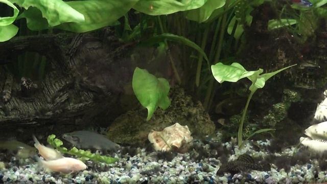 Aquarium Aquael 106L