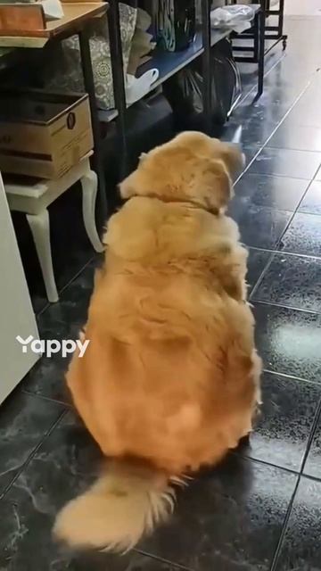 псы и танцы равно люб❤️вь