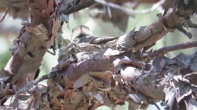 Gray Flycatcher (Empidonax wrightii) Nesting Pair - Lawrence E. Wood Picnic Area