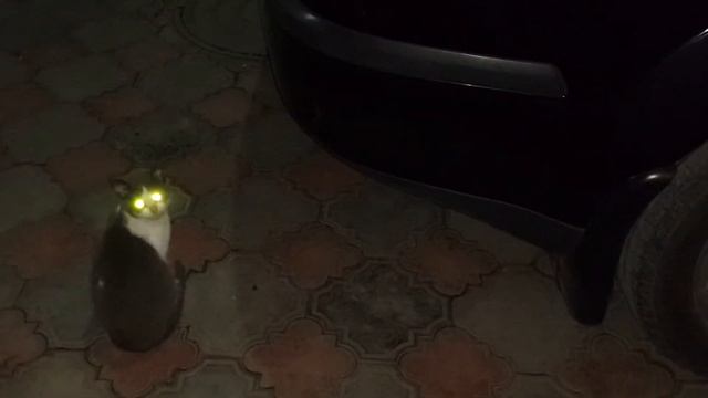 Отражение света в глазах кошки.3gp