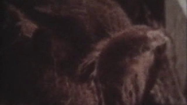 Короткометражный док. фильм 8 мм / КАКИЕ У ЗВЕРЯТ МАМЫ БЫВАЮТ ( БЕЗ ЗВУКА ) Сер 20 века