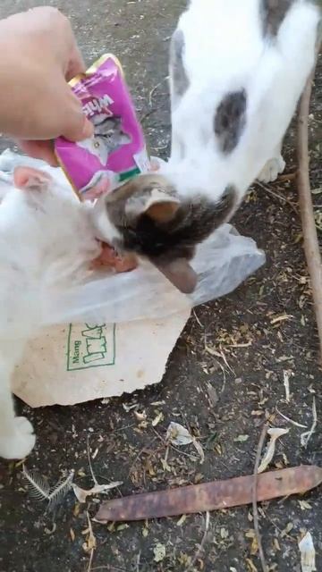 Feeding whiskas to stray cats #shorts #cat