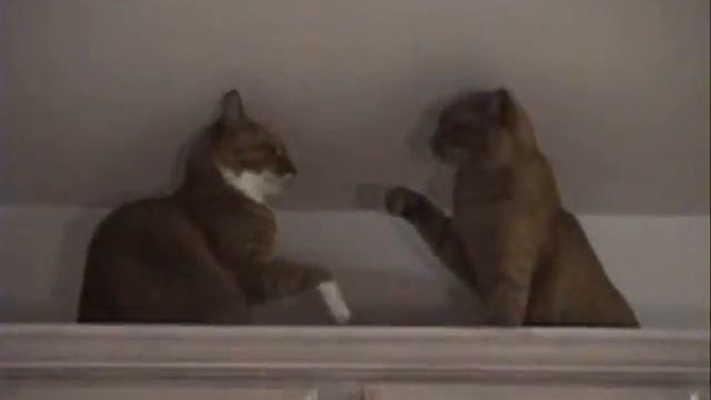 CSDC Cat Fight XENON VS QR