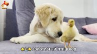 Щенок с цыплятами и утятами 🐤🦆🐶 Золотистый ретривер птицевод ❣️🥰😂 (13)