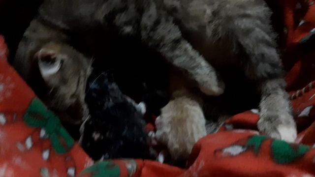 20240531_002935.mp4