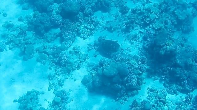 Черепаха Бисса. Красное море. Шарм-эш-Шейх. Шаркс-Бей. 2024