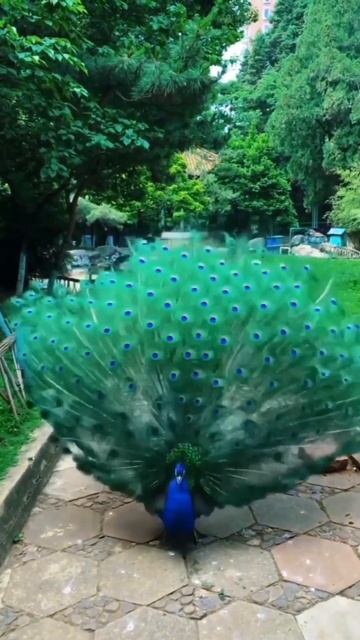 1000199817.mp4