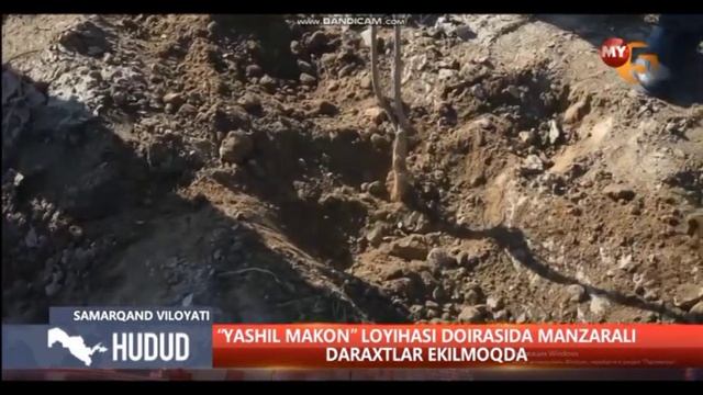 Yashil makon MY5