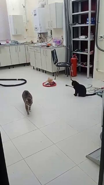 Вася ушел с кухни 4 секунды