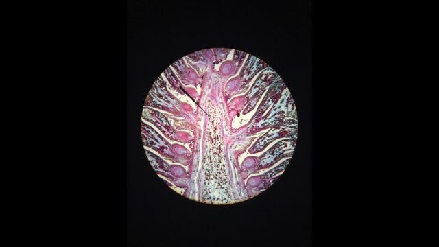 Biology Laboratory: Microscope Slides and Dissections ONLINE SCHOOL 2020
