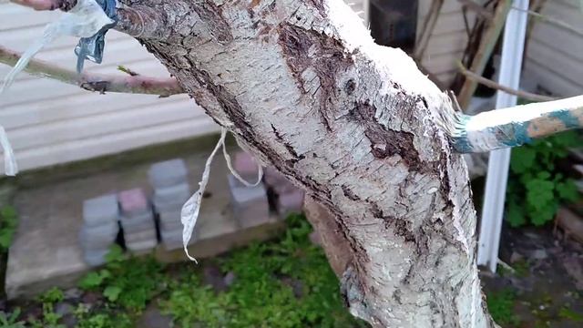 Лечение крупных дефектов на персиках и др.деревьях.