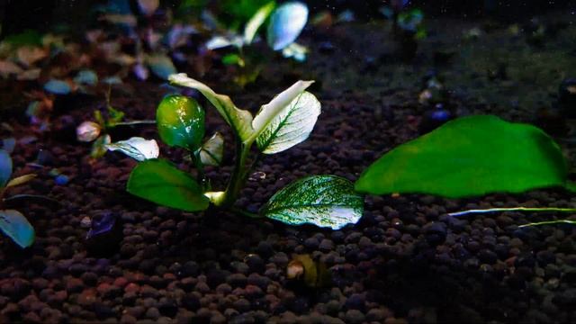 anubias pinto