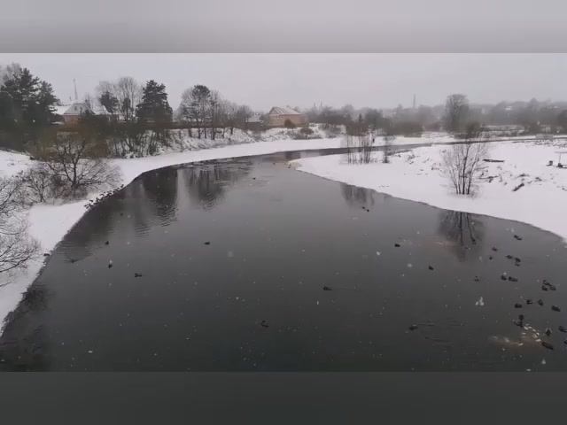 Утки круглый год живут и не улетают. Лен. Область город Луга.