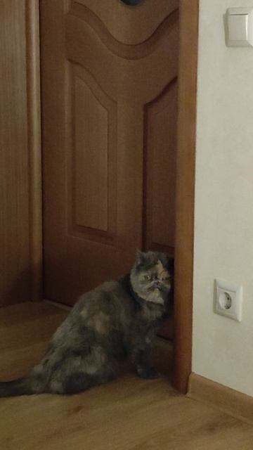 Кошка моя