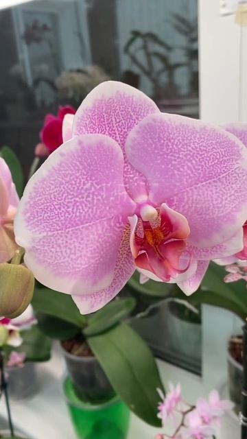 Phal.Pretty Romance💖#фаленопсис#орхидея#орхидеи #орхидеяфаленопсис #orchids #phal#phalaenopsis