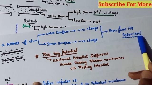 Generation and Conduction of nerve Impulse ncert| Ch-21 class11th Biology |Neural system| NEET/AIIM