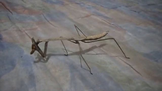 Phasmomantis