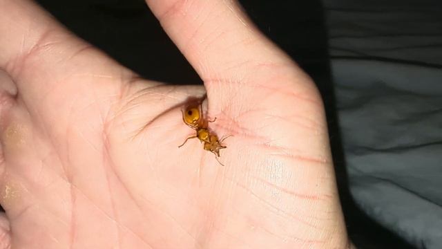 Daceton armigerum on the hand.